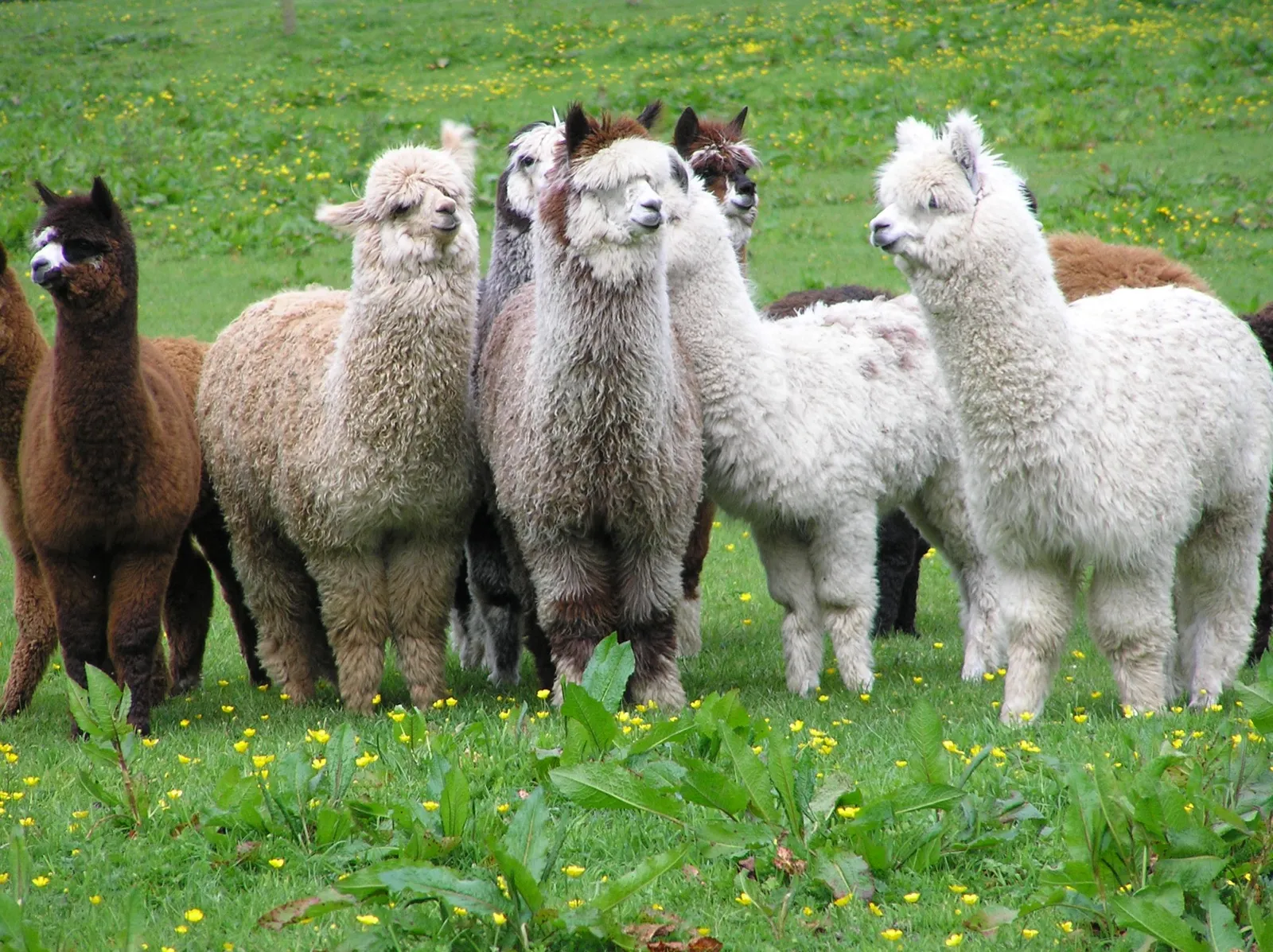 Alpacas in the field at Think Storage, Larchfield Estate